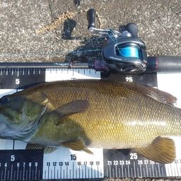 スモールマウスバス