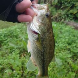 ラージマウスバス