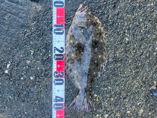 ヒラメの釣果