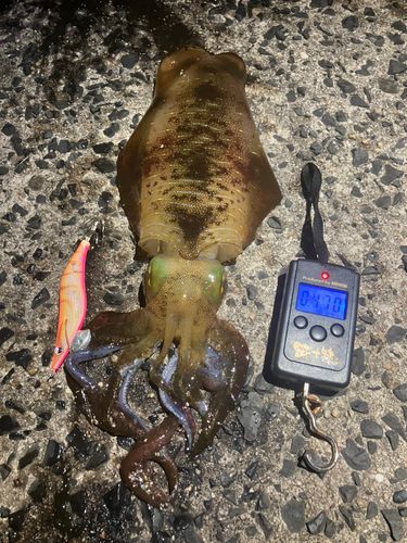 アオリイカの釣果