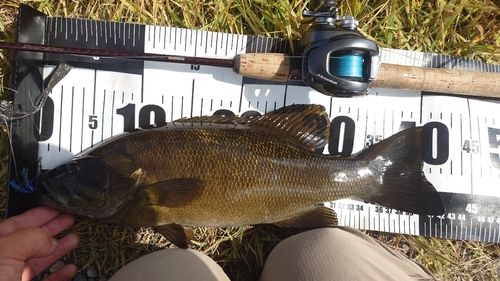 スモールマウスバスの釣果