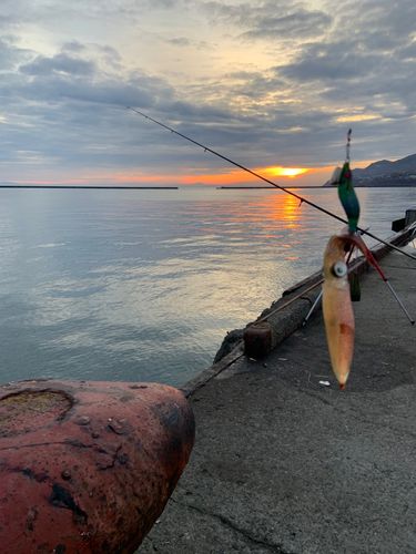 マメイカの釣果