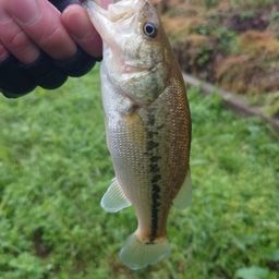 ラージマウスバス