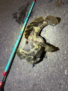 オニカサゴの釣果