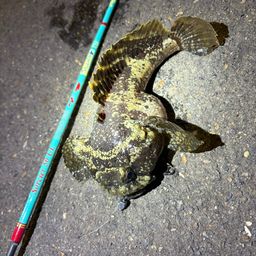 オニカサゴ