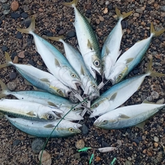 マサバの釣果