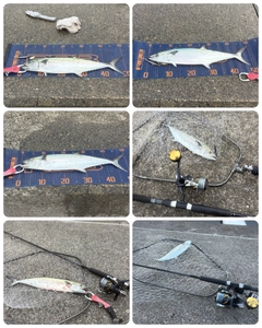 サゴシの釣果