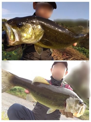 ブラックバスの釣果