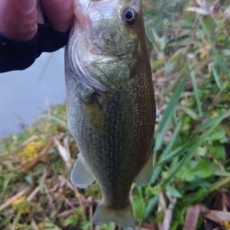 ラージマウスバス