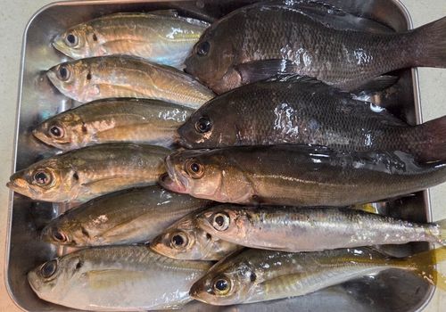 アジの釣果