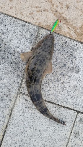 マゴチの釣果