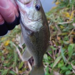 ラージマウスバス