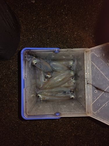 ヤリイカの釣果