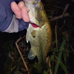 ラージマウスバス