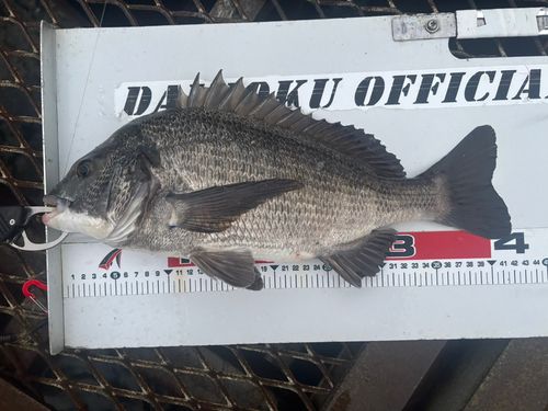 クロダイの釣果