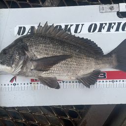 クロダイ