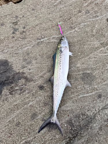 サゴシの釣果