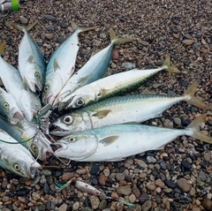 イナダの釣果