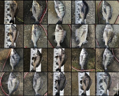 チヌの釣果