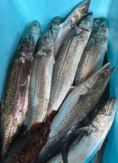 サゴシの釣果