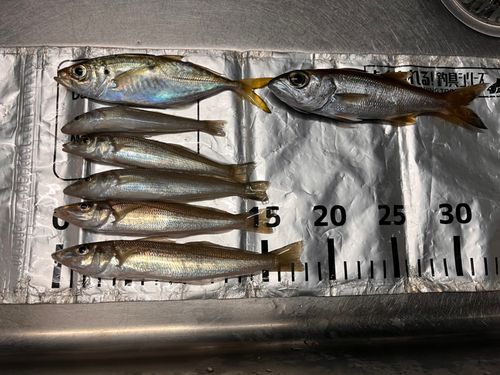 シロギスの釣果