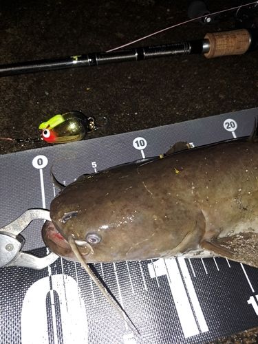 ナマズの釣果