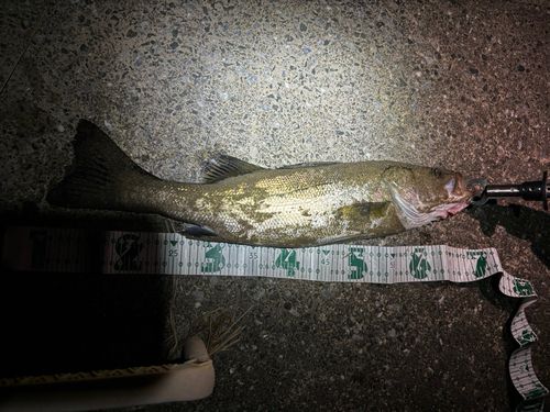 シーバスの釣果