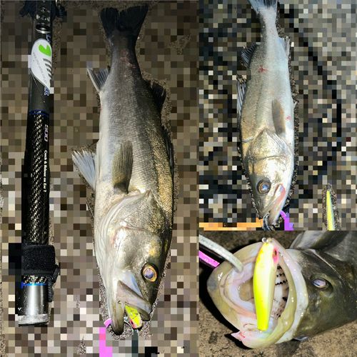 シーバスの釣果