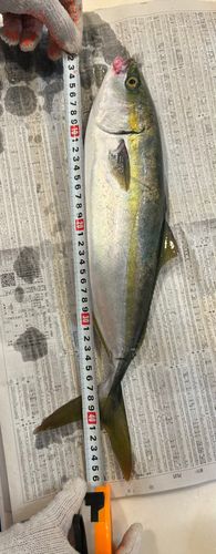 タイの釣果