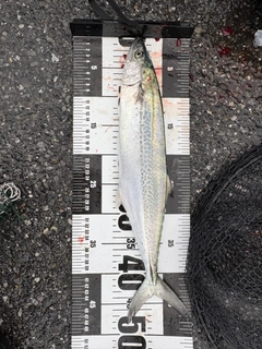 サゴシの釣果