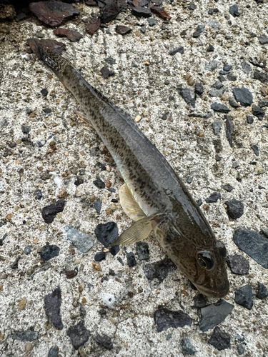 ハゼの釣果