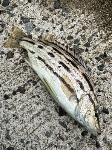 シマイサキの釣果