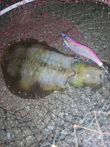 アオリイカの釣果
