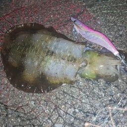 アオリイカ