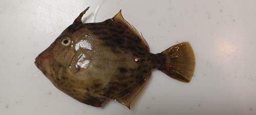 日本鋼管付近