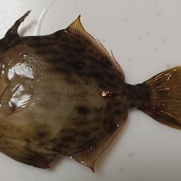 カワハギ