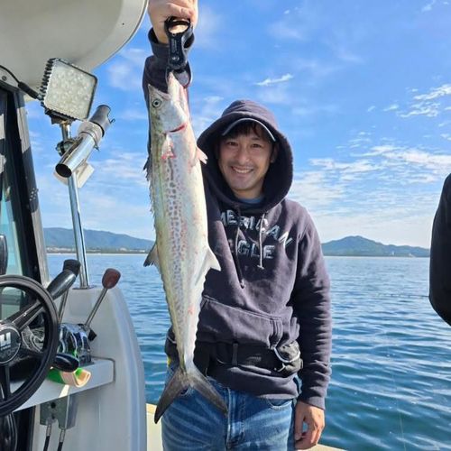 サワラの釣果