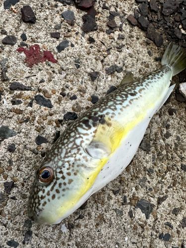 フグの釣果