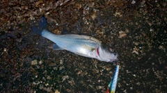 セイゴ(マルスズキ)の釣果