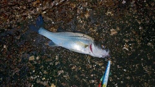 セイゴ（マルスズキ）の釣果