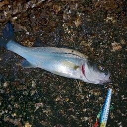 セイゴ（マルスズキ）