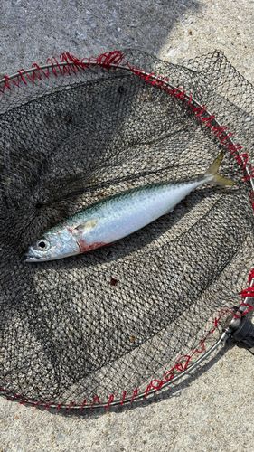 サバの釣果