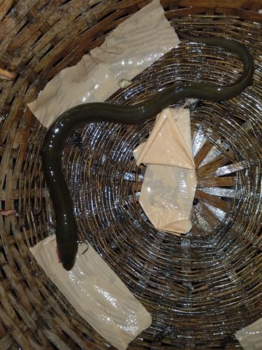 ウナギの釣果