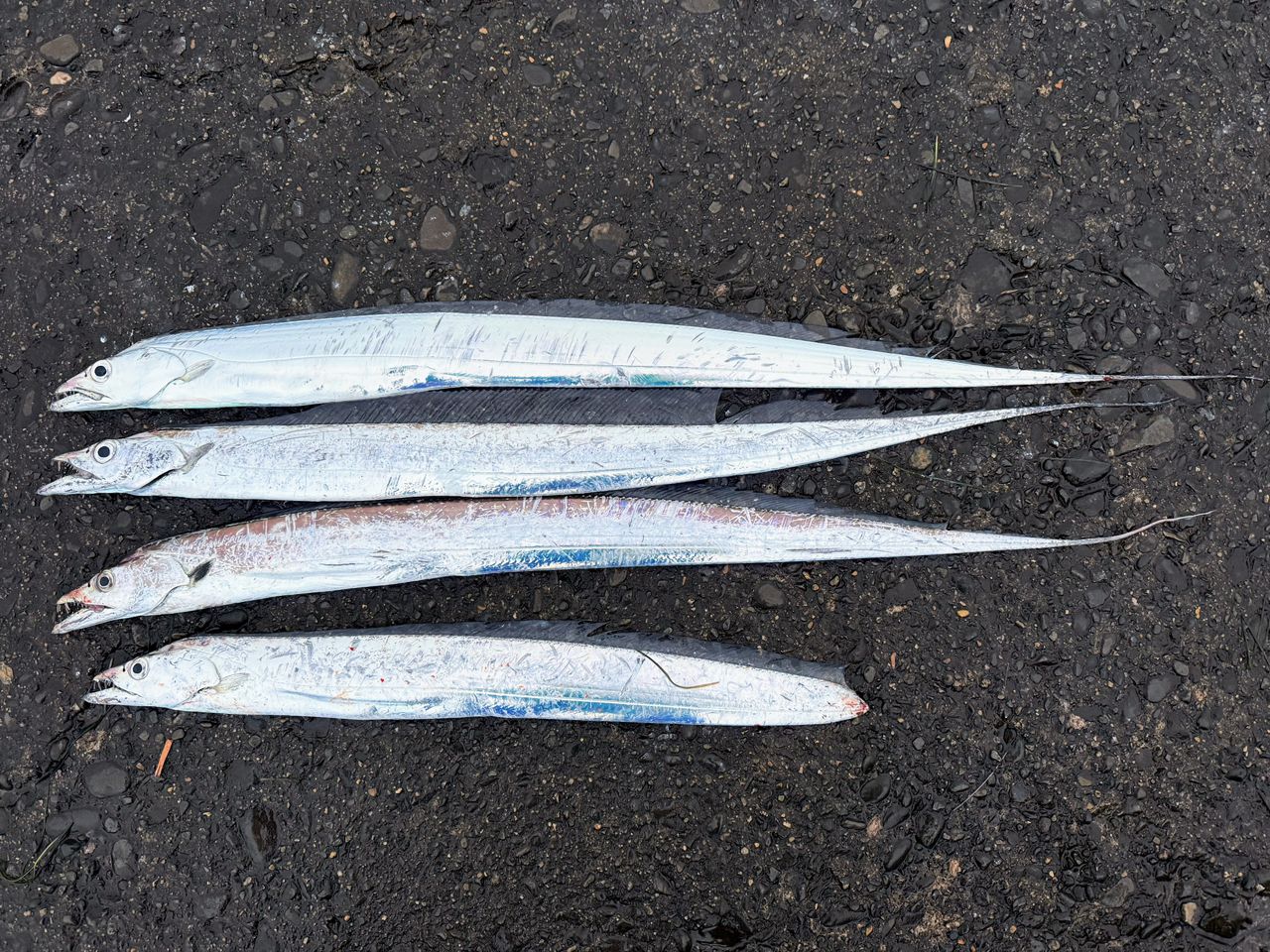 モアザンブランジーノ98MMH 楽天市場】ダイワ モアザン ブランジーノ EX AGS 98M/MH