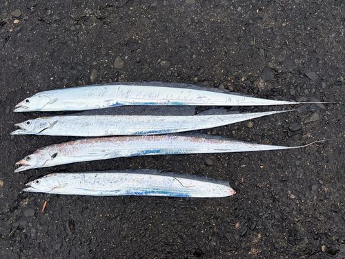 タチウオの釣果