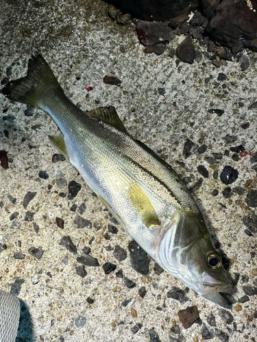 シーバスの釣果