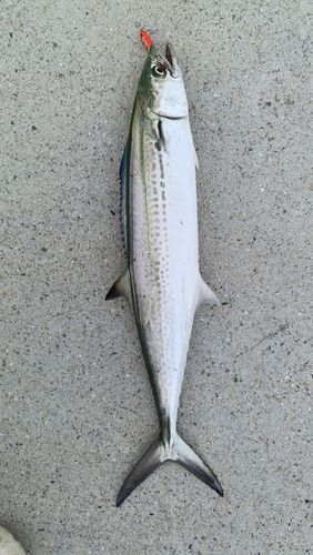 サゴシの釣果