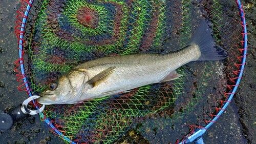 セイゴ（マルスズキ）の釣果