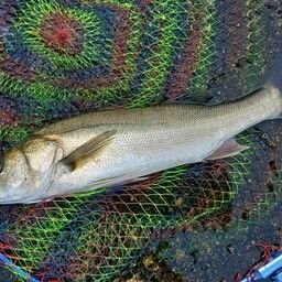 セイゴ（マルスズキ）