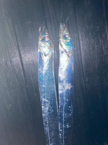 タチウオの釣果